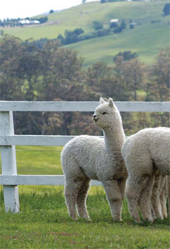 The Alpaca Story