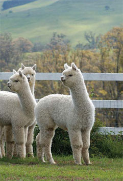 The Alpaca Story